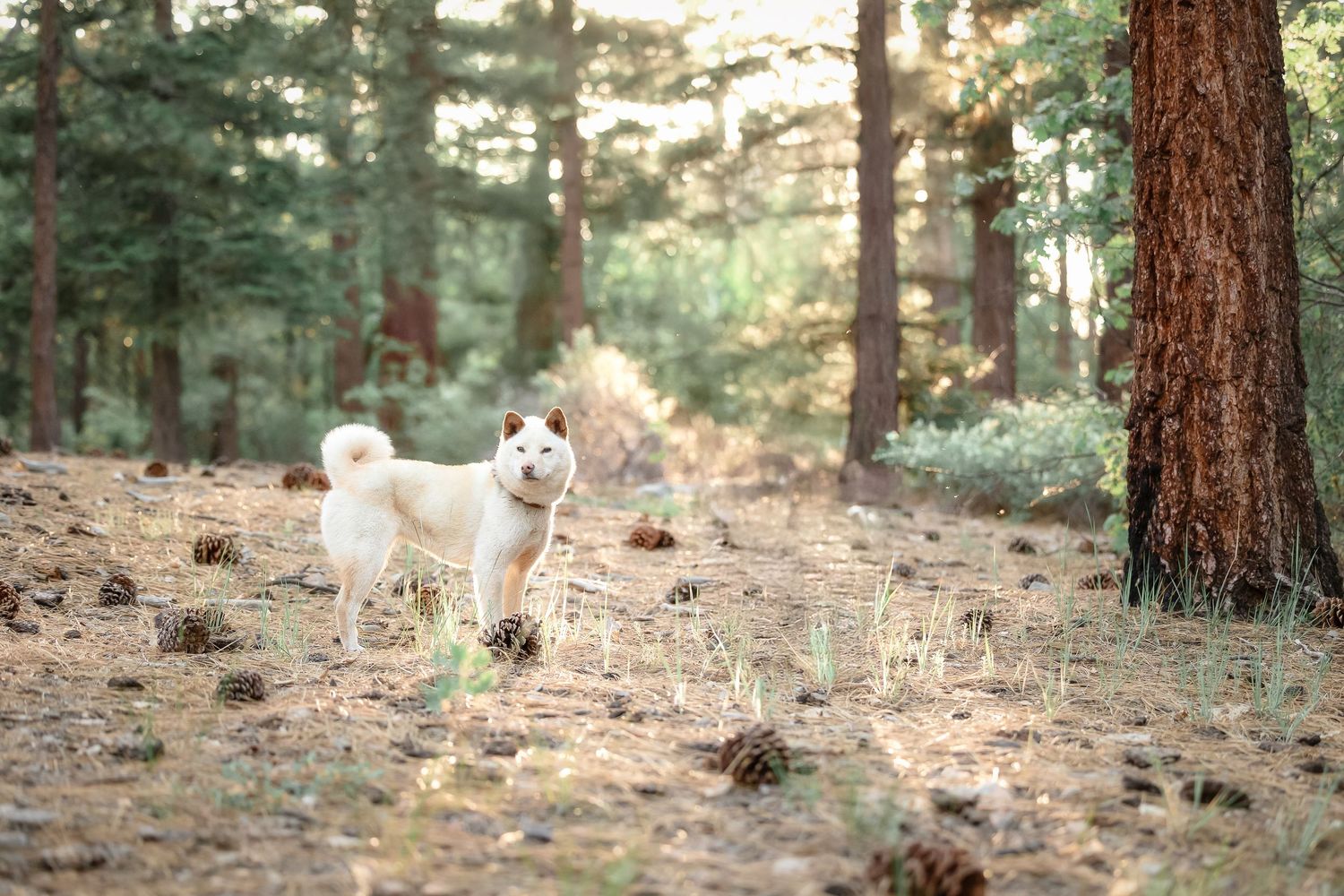 White Akita dog standing alert in a sunlit pine forest with pine cones scattered on the ground.