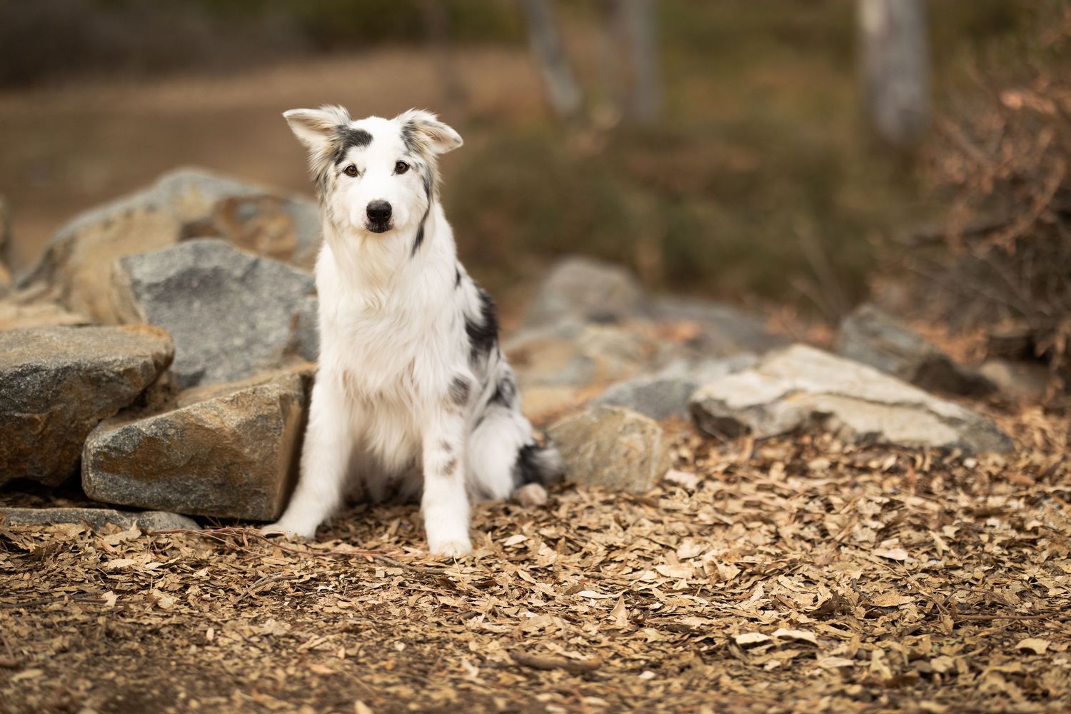 A white and gray Border Collie sits attentively on rocky ground covered with wood chips in an outdoor setting.