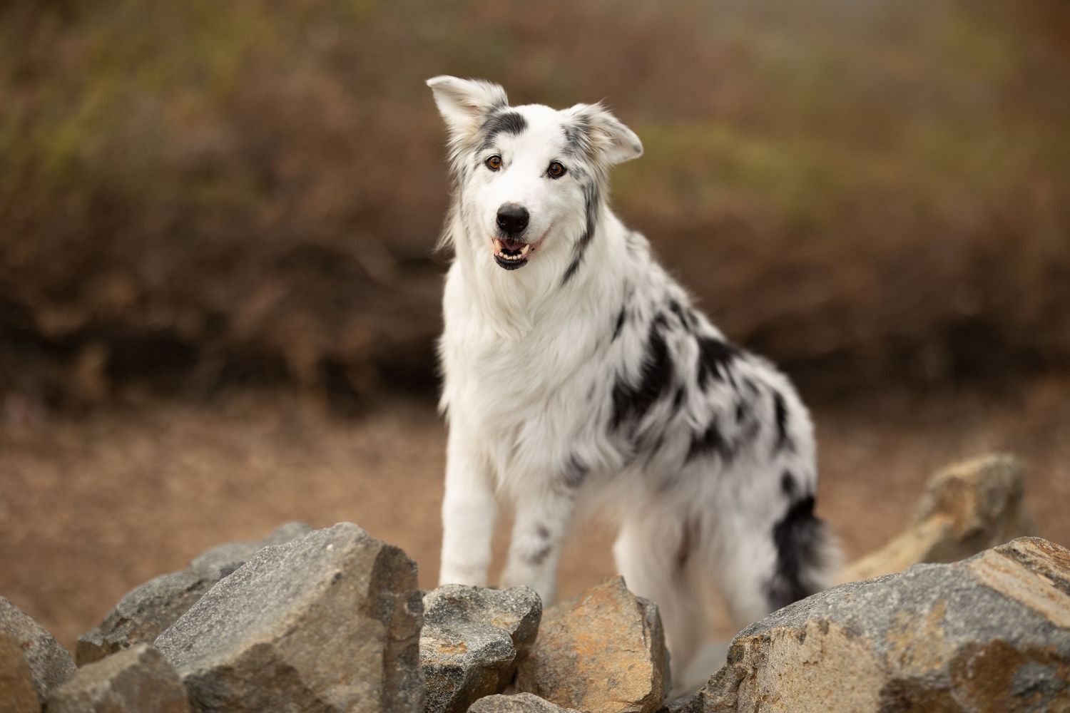 Australian shepherd dog with black and white spotted coat stands alertly on rocky terrain against blurred natural background.