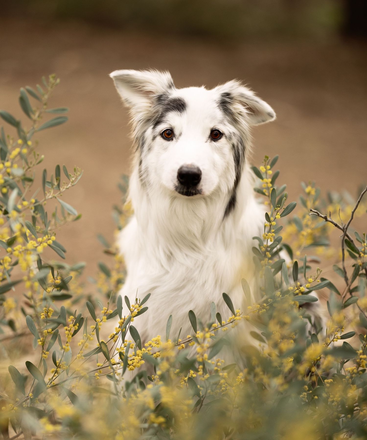 End of life session with 12 year old Aussie dog posing in flowers for pet portrait