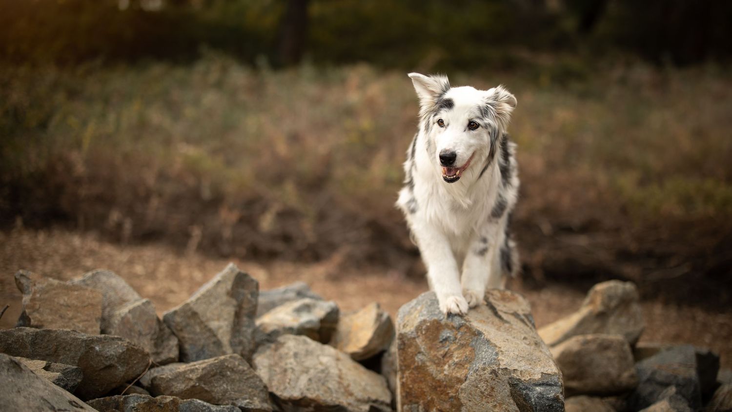 Australian Shepherd dog gracefully leaps over rocky terrain with a happy expression on its face.