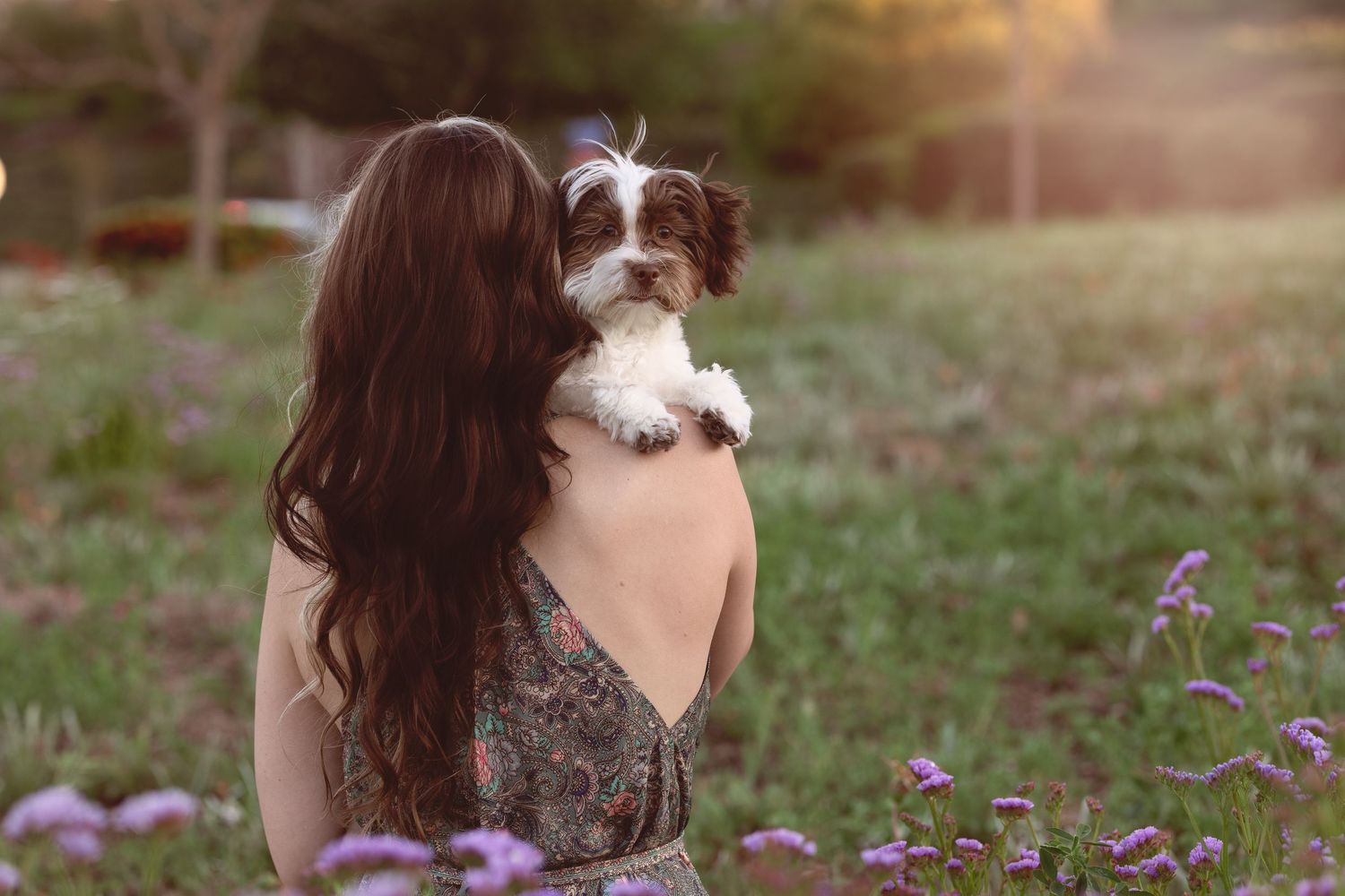 Small brown and white dog being held in grassy meadow with purple wildflowers at sunset.