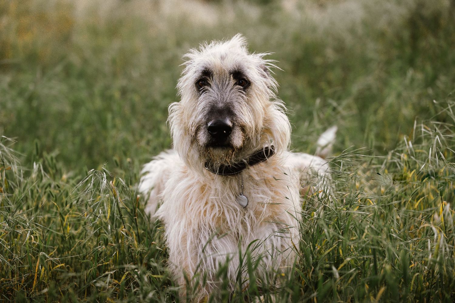 Irish Wolfhound dog posing in woodland area in Murrieta, CA