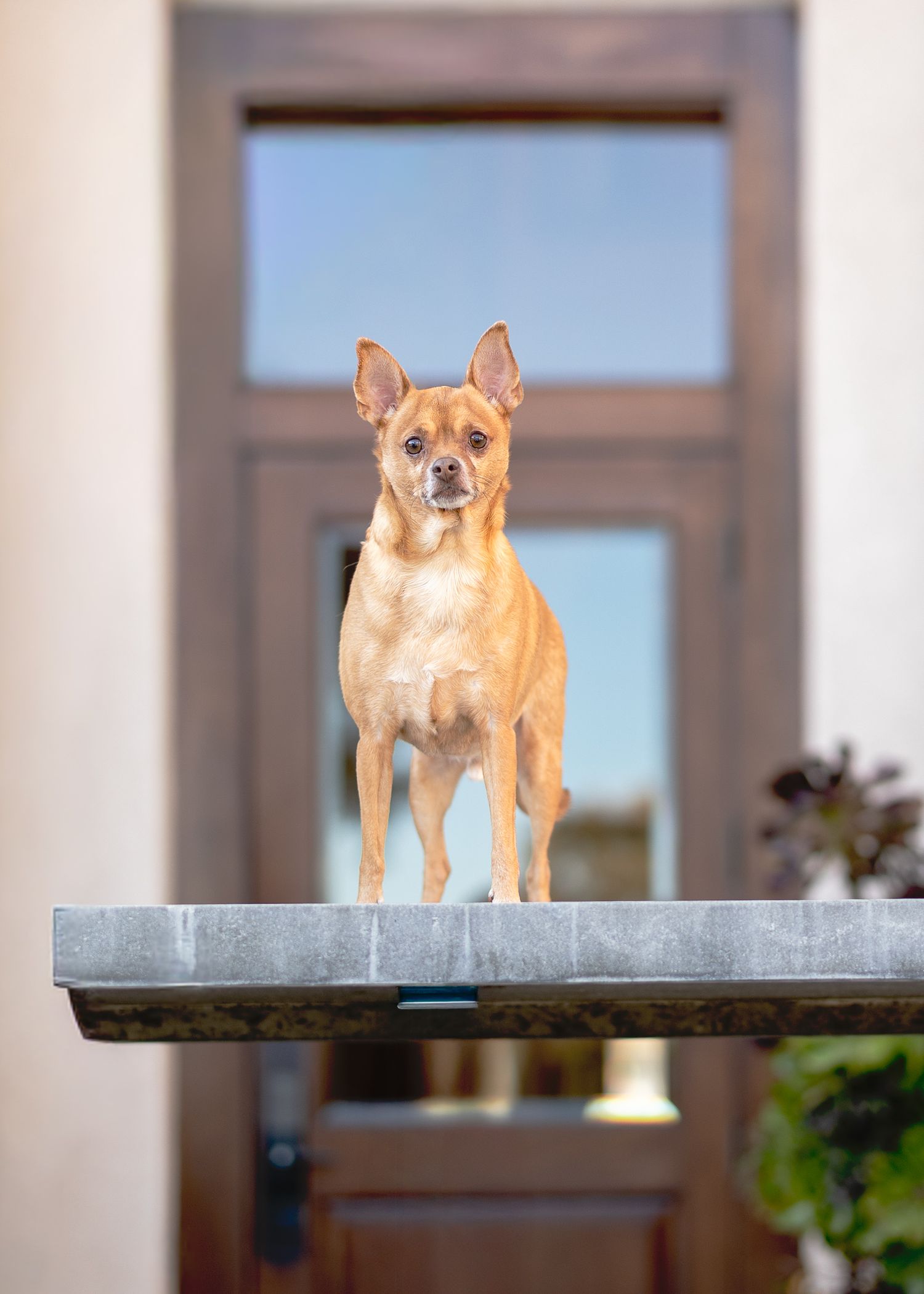 A tan Chihuahua dog stands alertly on a gray ledge in front of windows, looking off into the distance.