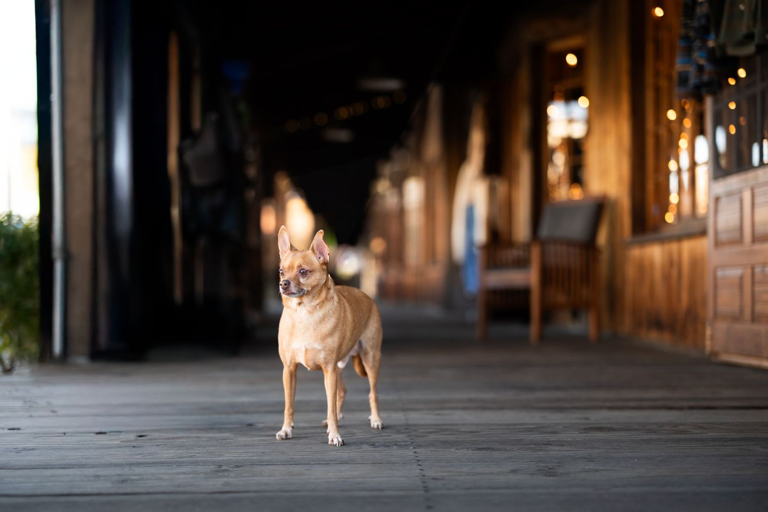 A tan dog stands in a dimly lit corridor with arched columns and stone walls creating a dramatic atmosphere.