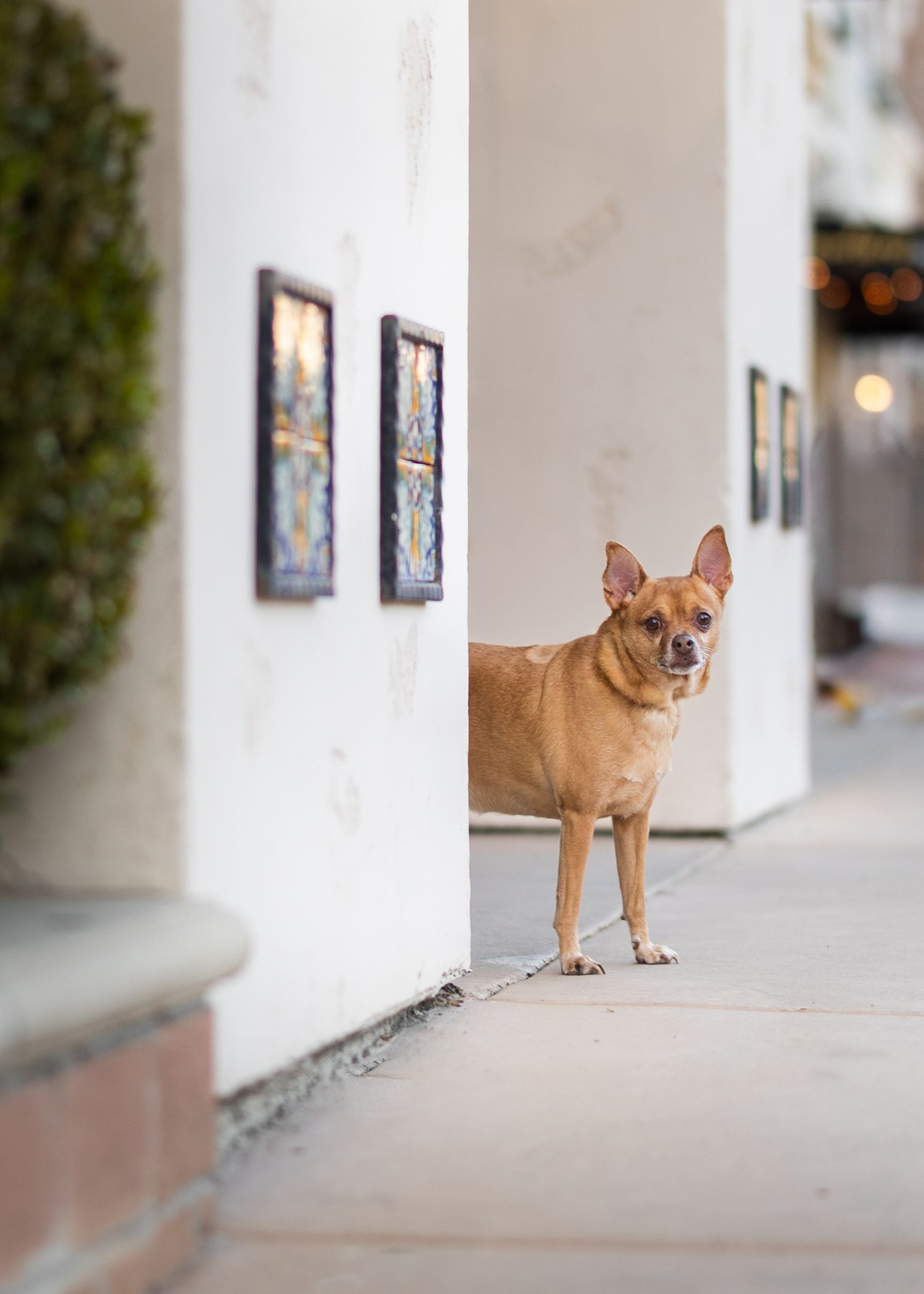 A small tan Chihuahua mix dog stands alertly in a white-walled breezeway with framed artwork on the walls.