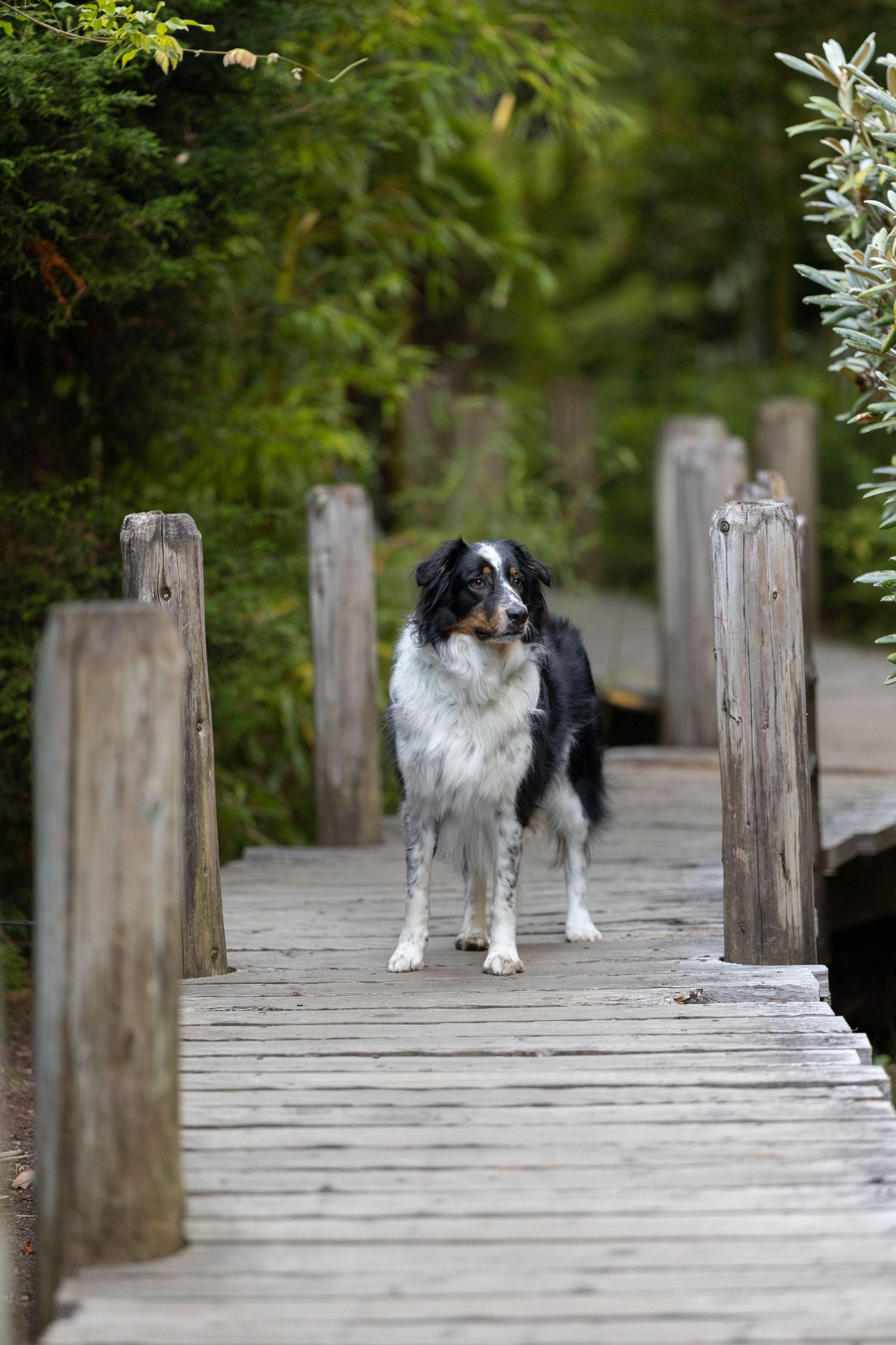 A black and white Border Collie dog standing on a wooden bridge pathway surrounded by lush green trees.