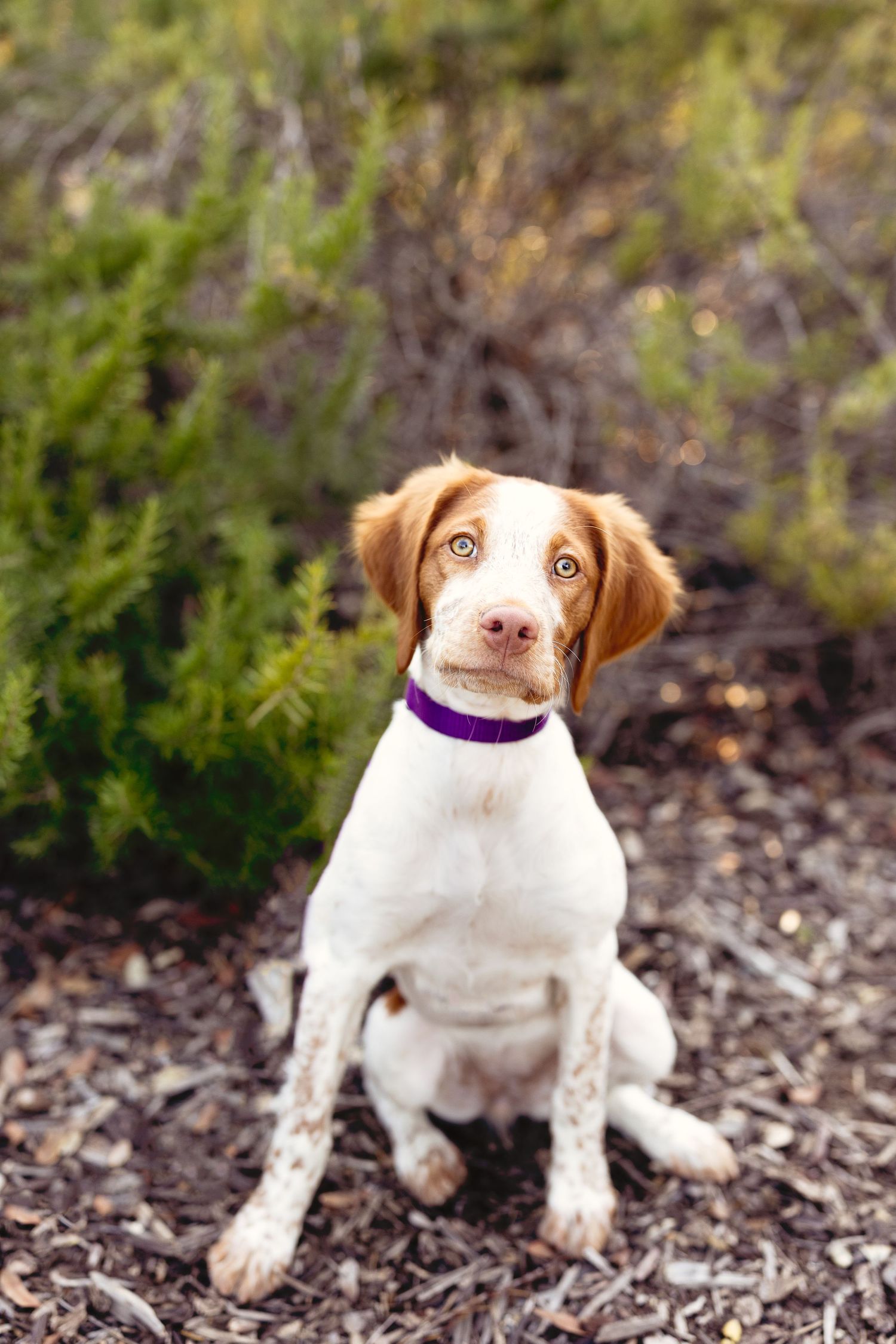 Eight month old Brittney puppy poses for a pet portrait in Fallbrook, CA