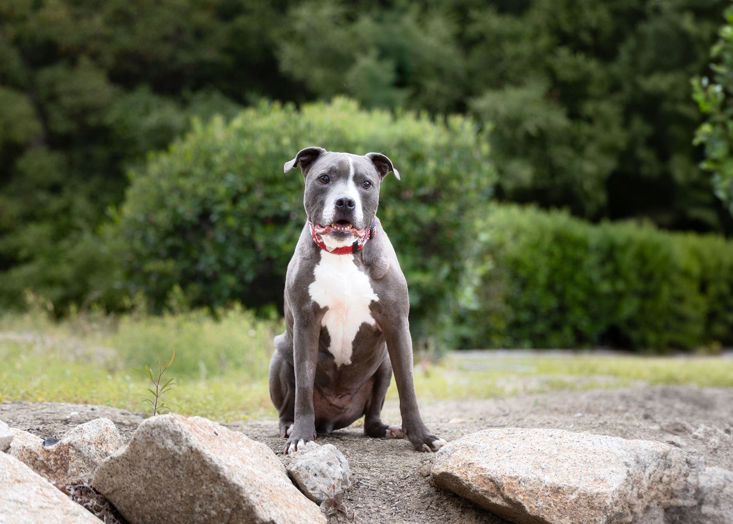 A gray and white pitbull terrier sits alert on a rocky surface with green foliage in the background.