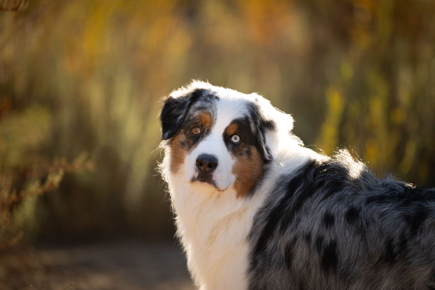 Australian Sheepdog looks at camera with fall foliage blurry in the background