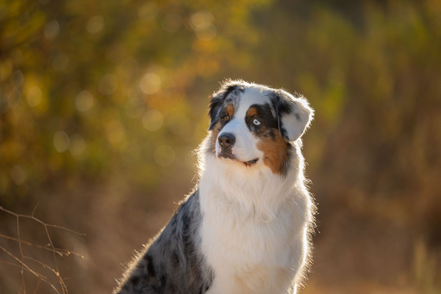 An Australian Shepherd with a blue merle coat and white chest gazes into the camera during golden hour lighting.