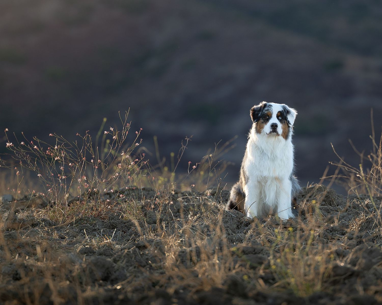 Australian Sheepdog posing for camera in the hills of Murrieta, CA