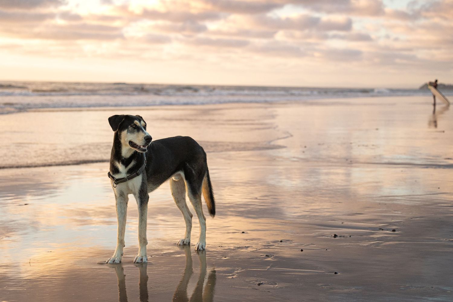 Dog on beach posing with surfer in background