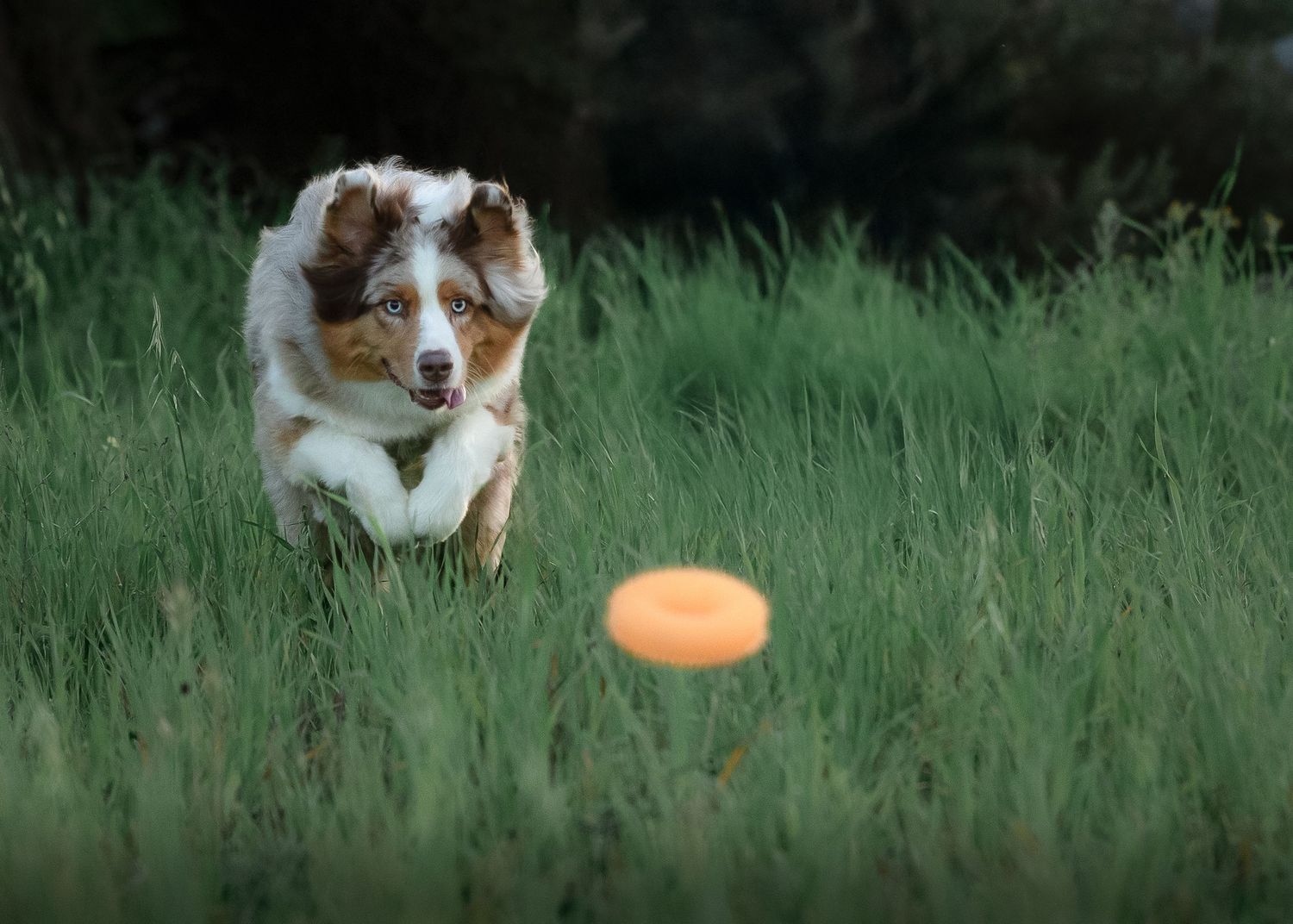 Australian shepherd dog leaps and catches orange frisbee disc in grassy field during outdoor play session.