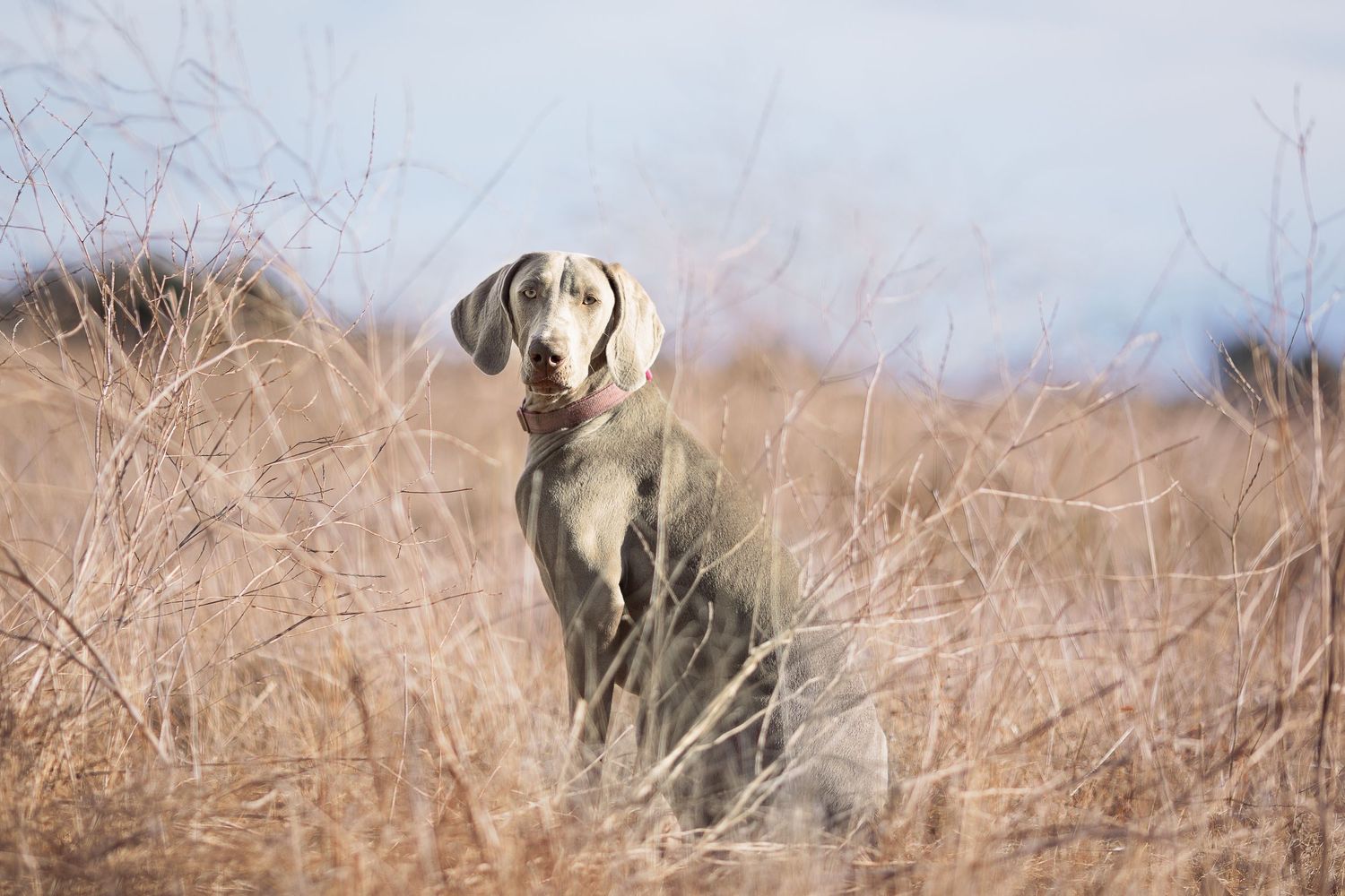 Weimaraner dog standing in field near Murrieta, Ca