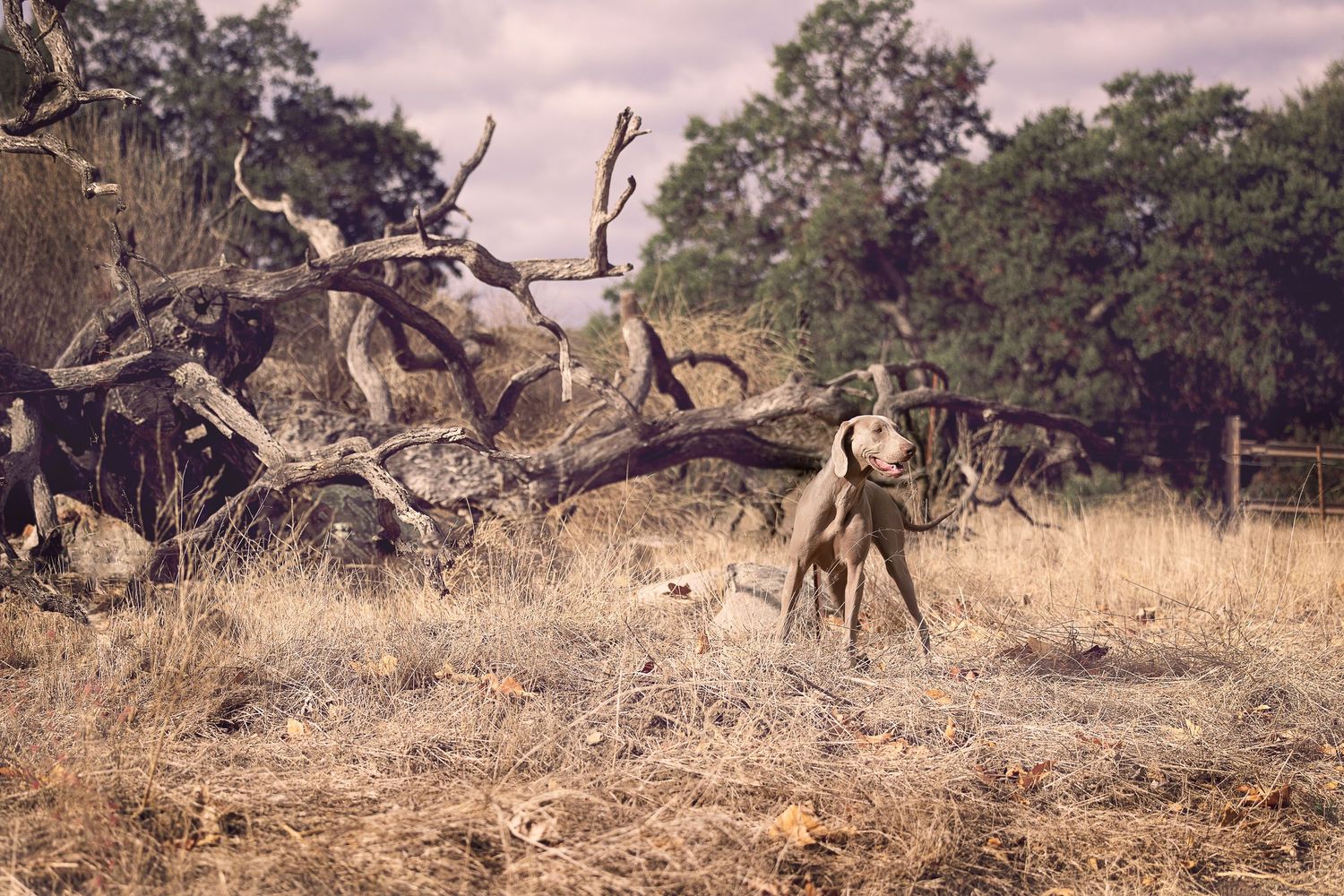 A figure stands in a dry, rugged Texas landscape with twisted tree branches and dry grass under cloudy skies at dusk.