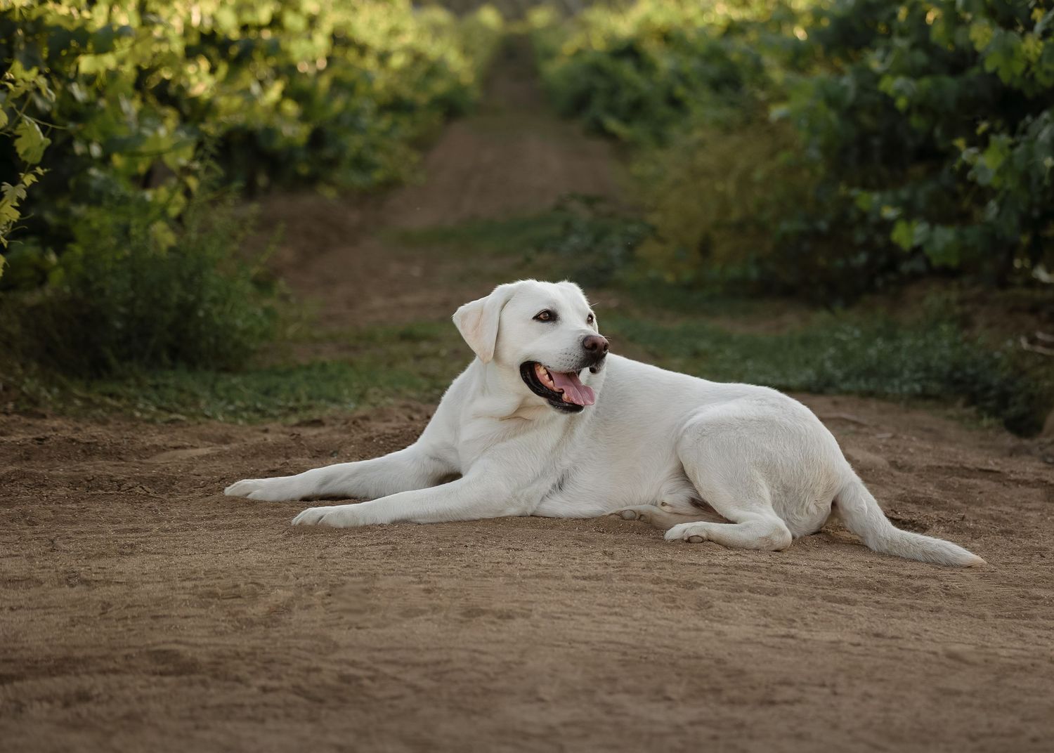A white Labrador retriever dog lies on a dirt path surrounded by green foliage on a sunny day.