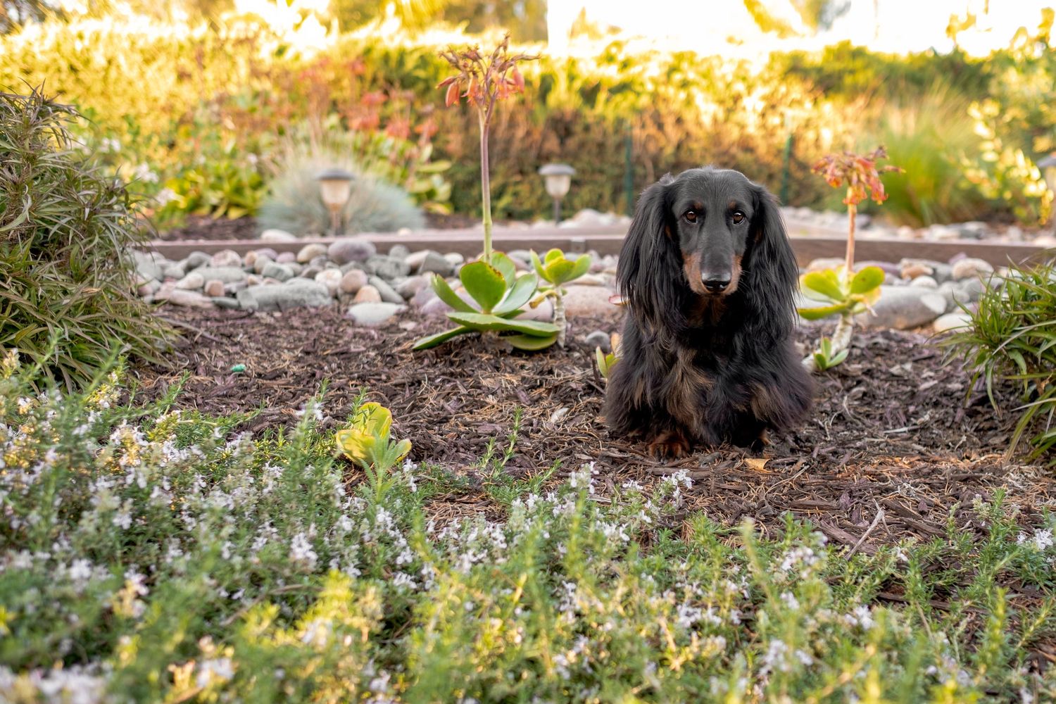 A long-haired dachshund sits in a garden with yellow flowers and greenery in soft golden sunlight.