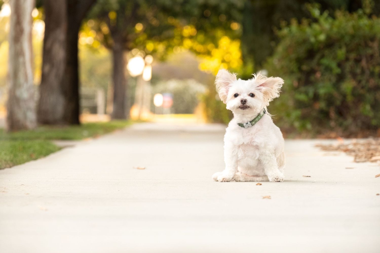 Maltese pup sitting to pose for a pet portrait in Downtown Historic Murrieta