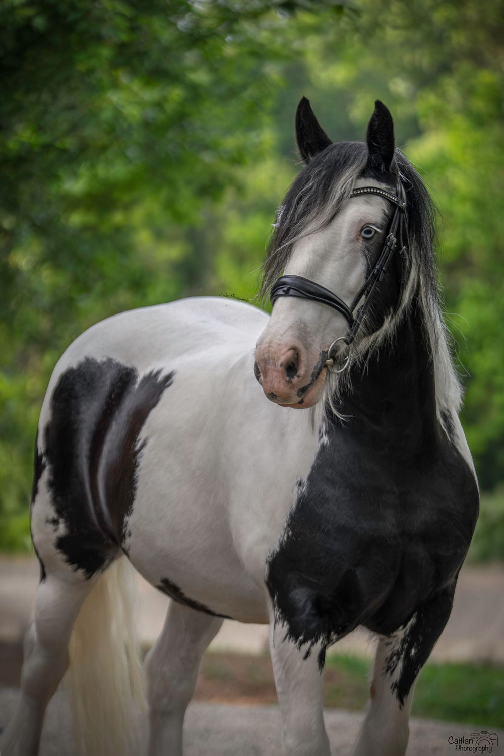 Lift Me UP! Equine Portrit Caitlan Photography