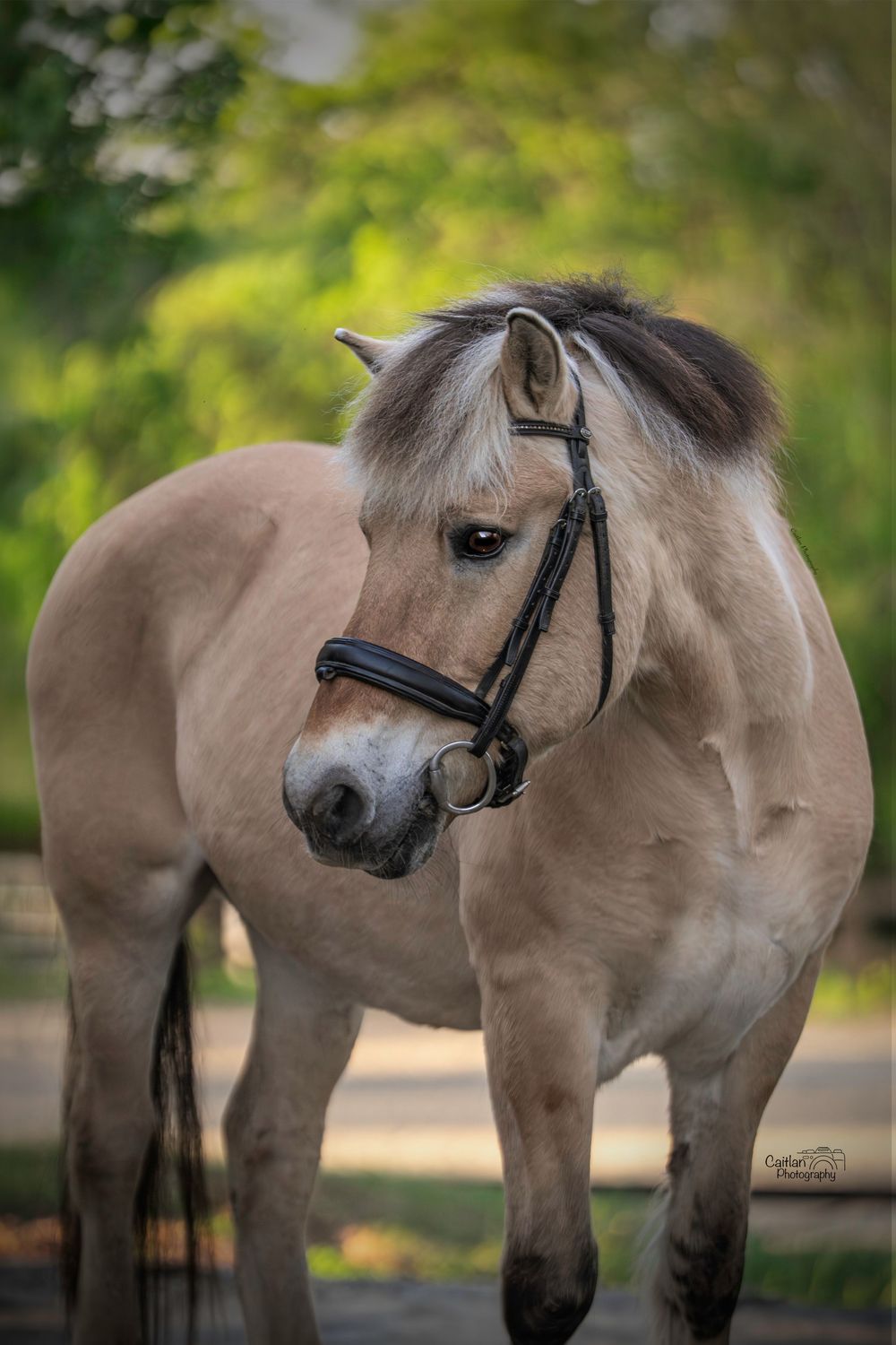 Lift Me UP! Equine Portrit Caitlan Photography