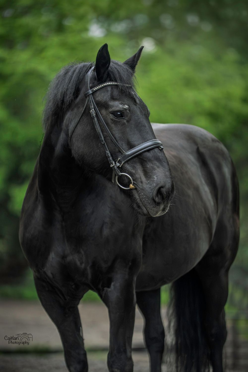 Lift Me UP! Equine Portrit Caitlan Photography