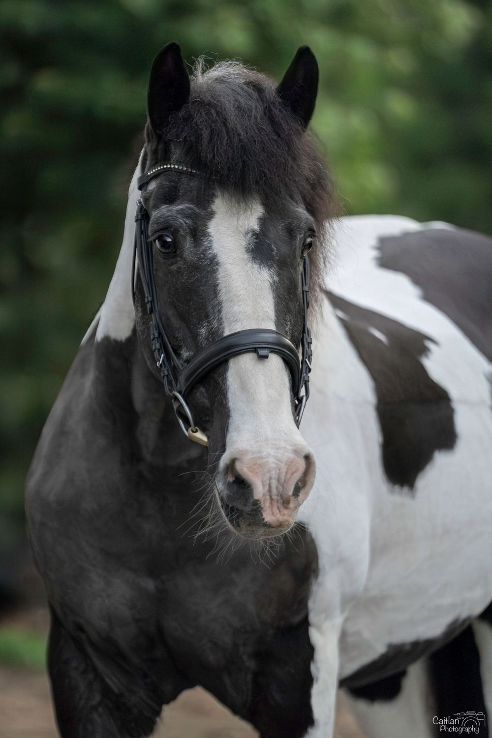 Lift Me UP! Equine Portrit Caitlan Photography