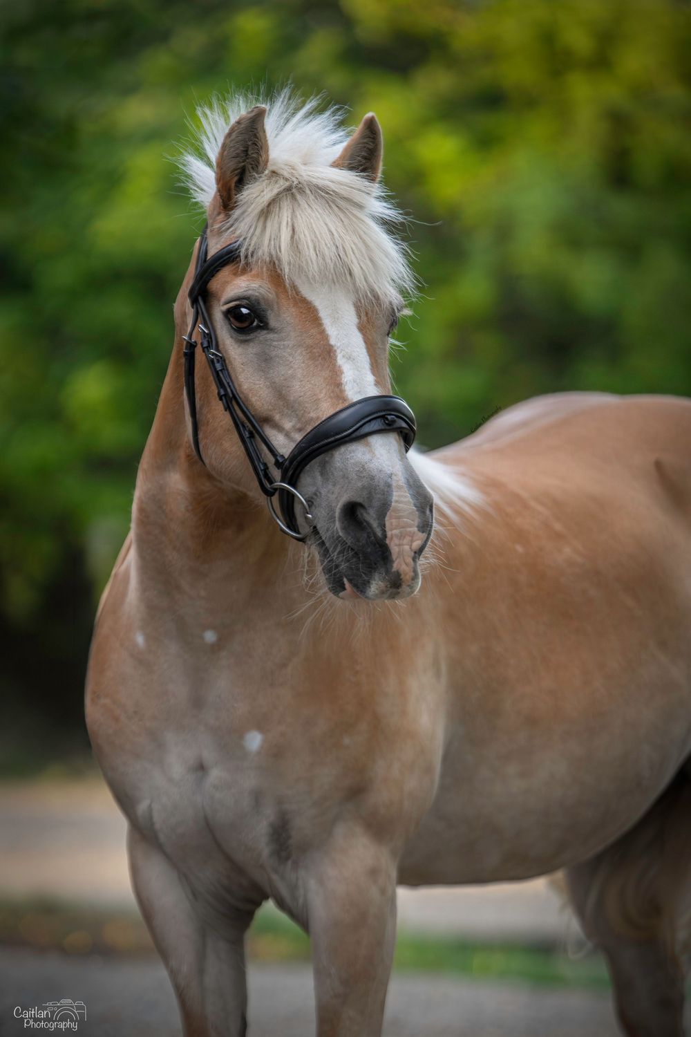 Lift Me UP! Equine Portrit Caitlan Photography