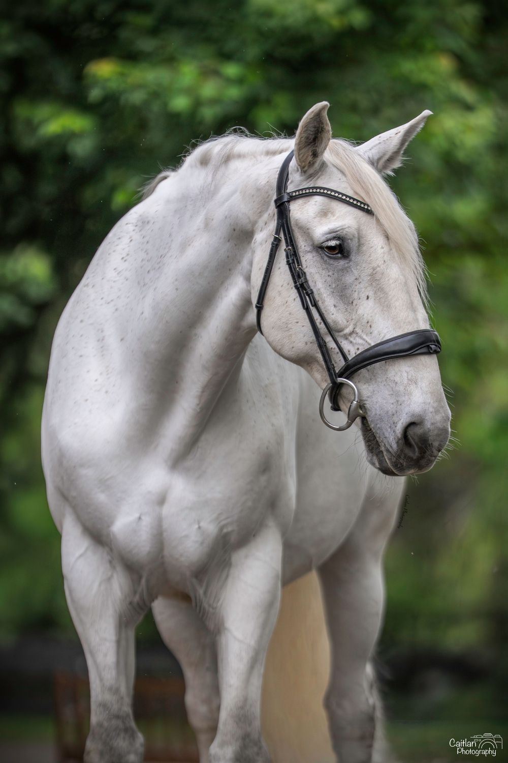 Lift Me UP! Equine Portrit Caitlan Photography
