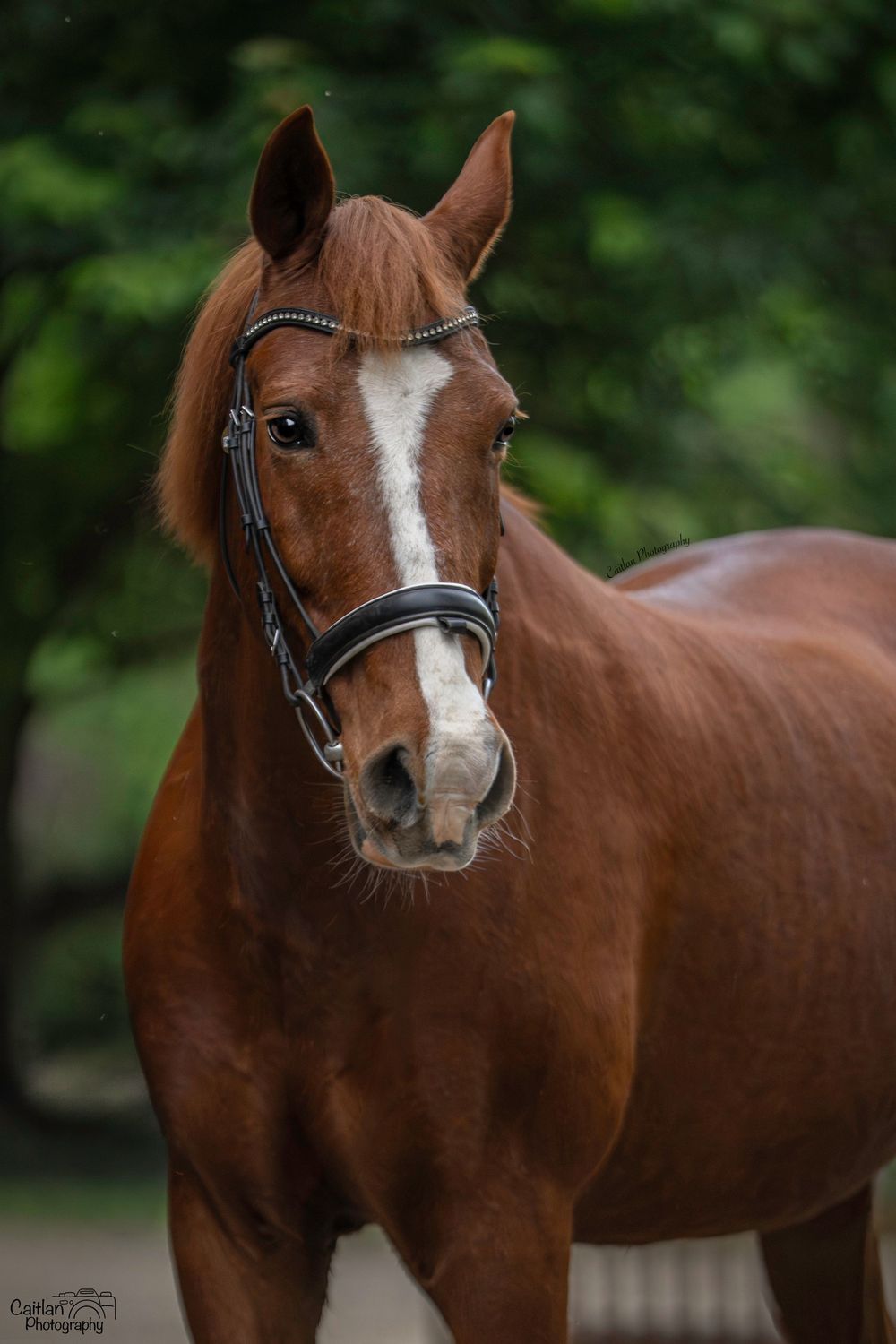 Lift Me UP! Equine Portrit Caitlan Photography