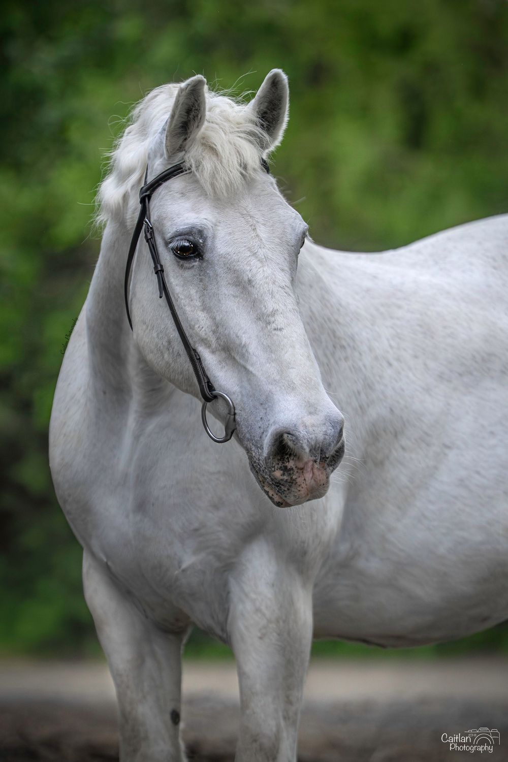 Lift Me UP! Equine Portrit Caitlan Photography