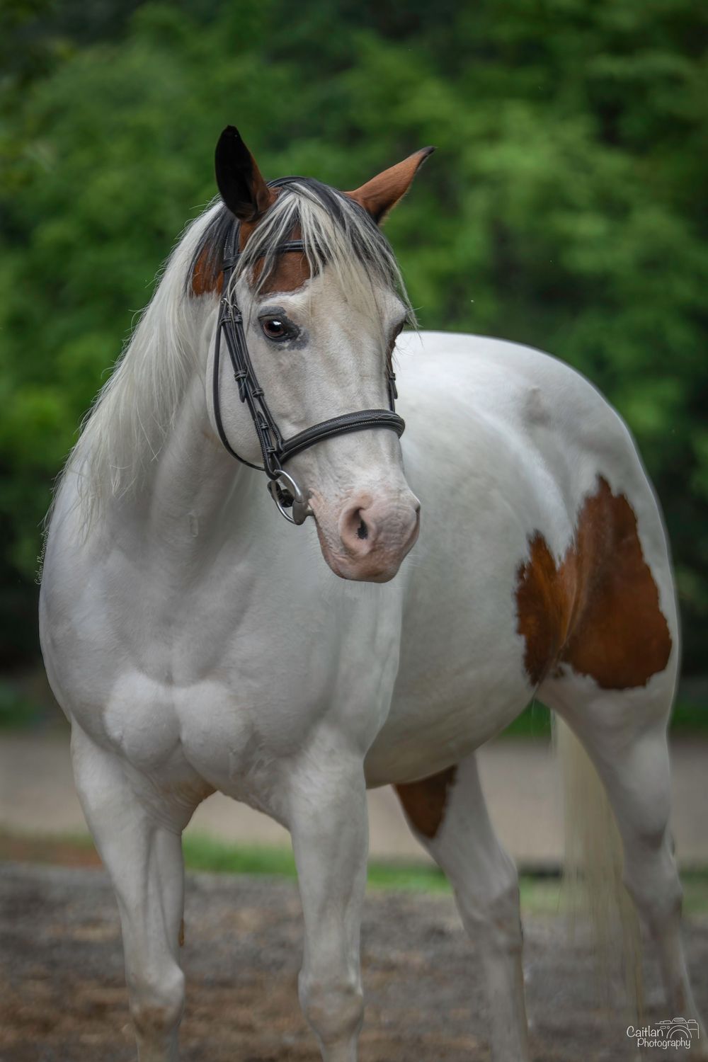 Lift Me UP! Equine Portrit Caitlan Photography