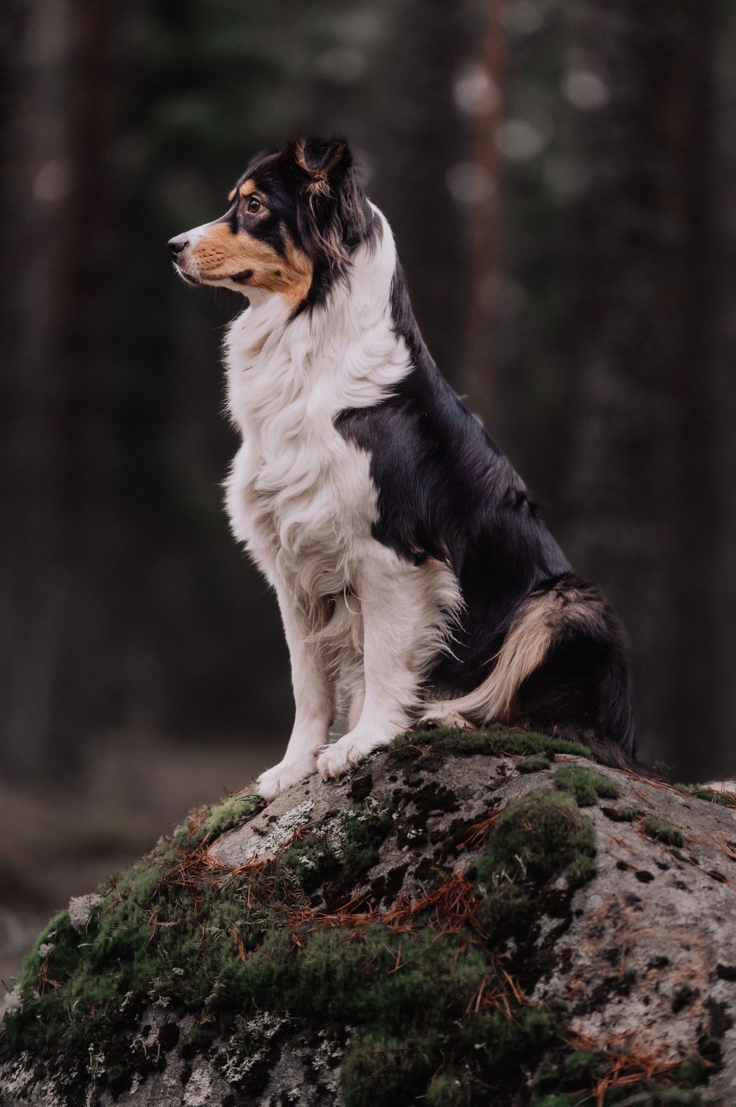 Hundfotograf i Sverige, tax i motljus en varm sommarkväll