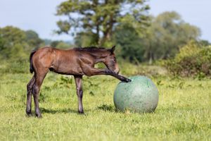 Foal grazing in sunny pasture with large exercise ball.
