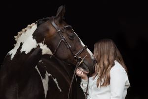 A piebald horse stands against a dark background while being groomed.