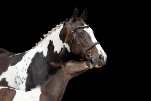 Close-up portrait of a piebald horse with expressive eyes against dark background.