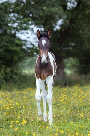 Young foal with piebald markings stands in a meadow of yellow wildflowers.