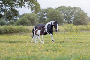 Horses grazing in a green field dotted with yellow wildflowers on a sunny day.