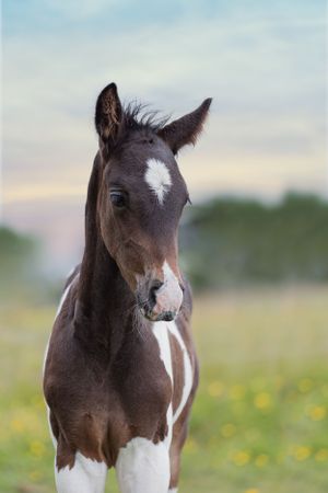 Close-up of a piebald foal face in a sunny meadow with yellow flowers.
