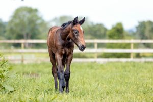 Foal grazing in grassy field with white fence in background.