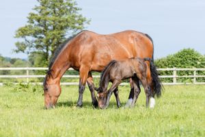 Irish sports horse and foal grazing peacefully in fenced summer pasture.