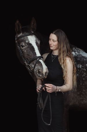 Appaloosa horse portrait against black background in dramatic studio lighting.
