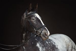 Close-up profile of a appaloosa horse's head against dark background.