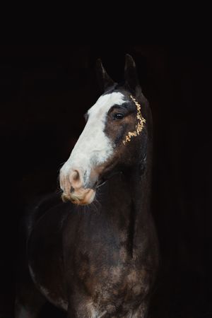 Close-up portrait of a paint horse with gold flake pattern.
