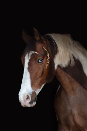 Close-up portrait of a skewbald horse with blue eyes and brown markings against black background.
