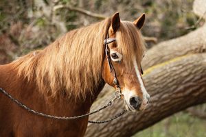 Profile view of a chestnut horse with flowing mane in natural outdoor setting.