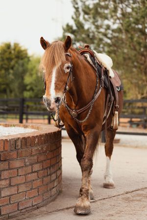 A chestnut horse stands beside a brick wall wearing western riding gear and bridle.