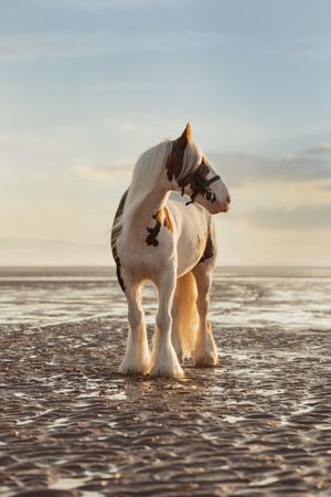 A skewbald horse walks along a beach shoreline during sunset.