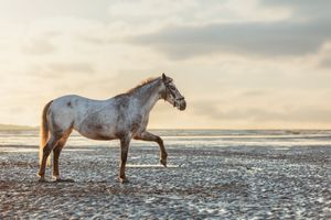 Bayroanhorses stand on a misty beach during golden hour.