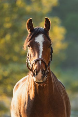 Close-up portrait of a bay horse with white blaze marking against blurred natural background.